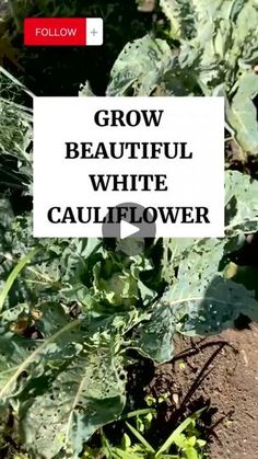 the words grow beautiful white cauliflower are in front of some green leafy plants