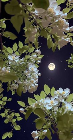 the full moon is visible above some white flowers and green leaves on a tree branch