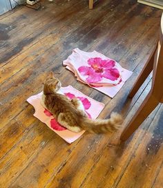 a cat sitting on top of two towels in the middle of a wooden floor next to a table