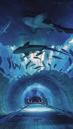 an underwater tunnel filled with lots of sharks and other sea creatures in the ocean water