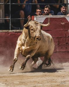 a bull that is standing in the dirt with it's front legs spread out