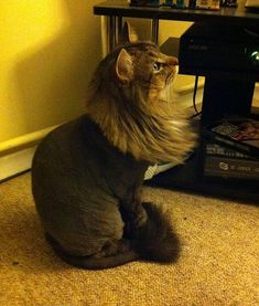 a cat sitting on the floor looking up at something in front of it's head