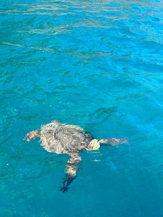 a sea turtle swimming in the blue water