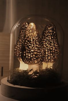 two mushrooms in a glass dome with moss on the bottom and light bulbs at the base