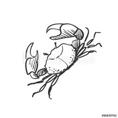 a hand drawn lobster on a white background