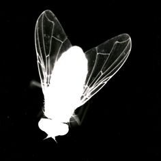 a black and white photo of a butterfly in the dark with light coming from it's wings