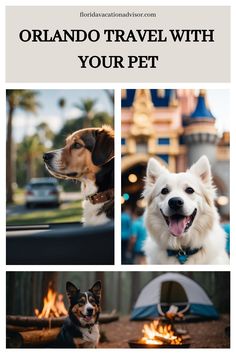 two dogs sitting in front of a fire pit with the words orlando travel with your pet