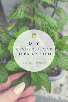 a hand holding a plant with the words diy cinder block herb garden