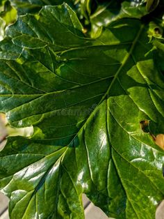 large green leafy plant in the sun stock images and royalty photos for sale at an outdoor