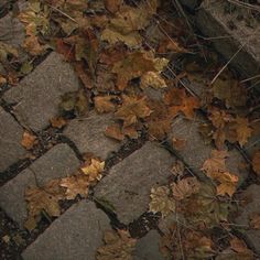 an umbrella is laying on the ground surrounded by leaves