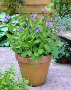 a potted plant with purple flowers sitting on a brick walkway in the middle of a garden