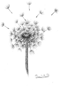 I love how this drawing captures the light and fluffy nature of a dandelion clock. The delicate flower on the seeds carrying away on the wind. This hand-drawn Dandelion is made with fine art pen. A perfect addition to any home or office, this print is sure to elevate your interior décor. This is a high quality, Fine Art Print, signed by me, the artist. It can be purchased in 2 sizes, A5 (148x210mm) and A4 (210x297mm). It can also be purchased as part of the set of 4. Please note:- Frames are not Dandelion Art, Dandelion Clock, Dandelion Designs, A Dandelion, Print Greeting Cards, Clock Art, Printed Cushion Covers, Art Pens, Floral Prints Art