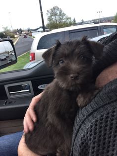 a person holding a small black dog in their lap on the back of a car