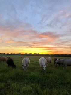 several cows grazing in a field at sunset