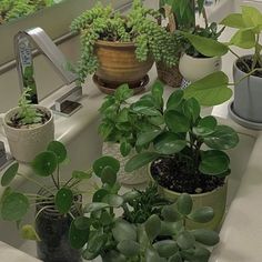 many potted plants are sitting on the sink