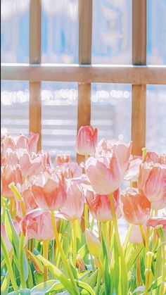 pink tulips are blooming in front of a wooden window sill on a sunny day