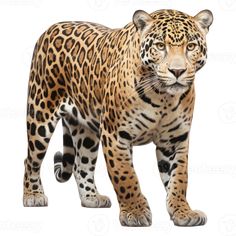 an image of a big cat that is looking at the camera, on a white background