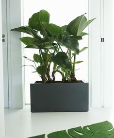 a houseplant in a black planter sitting on a white floor next to a green rug