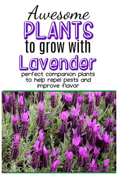 purple flowers with the words awesome plants to grow with lavender in front of it and an image