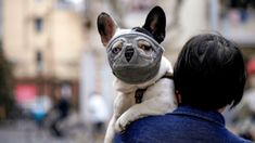 a dog wearing a muzzle on its head is held by a woman's back