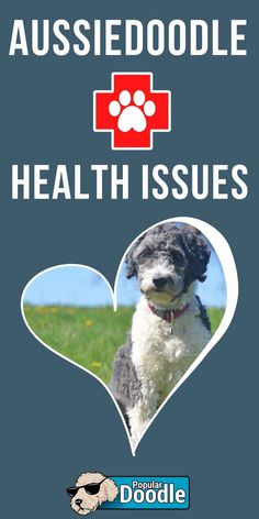 an image of a dog with the words aussiedoodle health issues on it