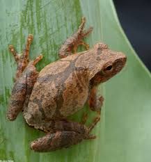 a brown frog sitting on top of a green leaf