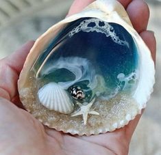 a hand holding a small shell with sea shells on it and starfish in the water