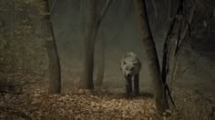 a wild boar walking through the woods in the foggy night with leaves on the ground