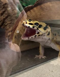 a leopard gecko with it's mouth open and tongue out