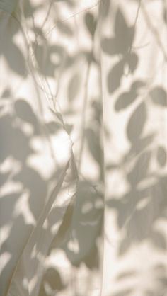 Sunlight casting plant shadows on curtains, creating a serene and beautiful atmosphere. White Leaf Shadow Wallpaper, Light Aesthetic Pictures, White Fabric Aesthetic, Plant Shadow Aesthetic, Flower Shadow Aesthetic, Tree Shadow Photography, Shadow Photography Aesthetic, Fabrics Aesthetic, Light Airy Aesthetic