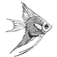 a drawing of a fish that is drawn in pen and ink, it looks like the head