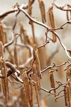 the tree is full of seed pods hanging from it's branches, with no leaves