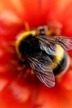 two bees sitting on top of a red flower with yellow and black stripes in the center