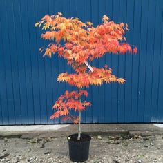 a small tree with orange leaves in a black pot next to a blue wall on the sidewalk