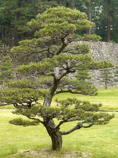 a large pine tree sitting on top of a lush green field next to a stone wall