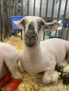 two sheep laying on top of hay next to each other in a caged area