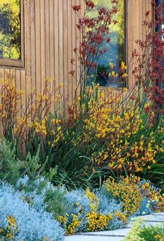 colorful plants and flowers in front of a wooden building