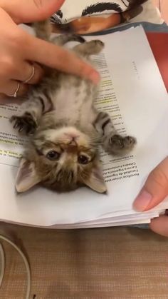 a cat laying on top of an open book while being petted by someone's hand