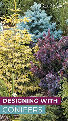 the book cover for designing with conifers, featuring various plants and shrubs in different colors