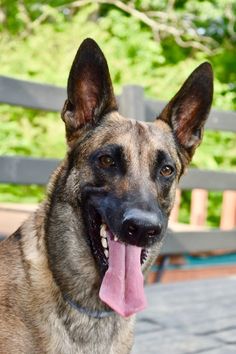 a dog with its tongue hanging out and looking at the camera