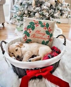 a dog is sleeping in a basket on the floor next to a christmas tree and presents