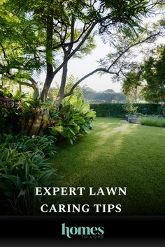 Horticulturalist Jerry Coleby-Williams shares his top tips for a thriving lawn in even the harshest climate. Australian Gardens, Lawn Care Tips, Bathroom Renovations, Lawn Care, Top Tips