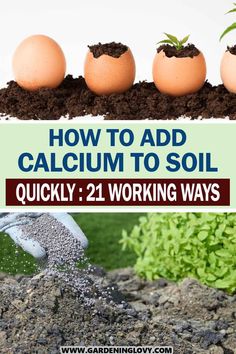 how to add calcium to soil quickly 21 working ways