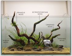 an aquarium with plants and rocks in it