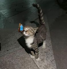 a cat with a blue butterfly on its head standing on the ground looking up at something