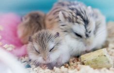 two small hamsters are sleeping together in the sand with their heads touching each other