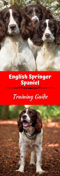 english springer spaniel training guide for beginners to learn how to use the language