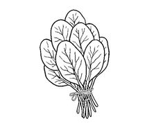 a bunch of spinach leaves on a white background coloring pages, coloring sheets, leafy vegetables, vegetable illustration, food and drink, plant drawing, healthy eating tips, green stuff, garden design, fresh produce