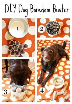 instructions to make diy dog boredom busterer