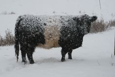 two cows standing in the snow next to each other